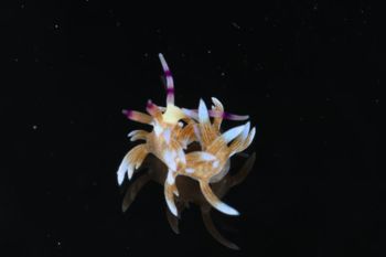 Media type: image;   Malacology 393738 Description: live specimen;